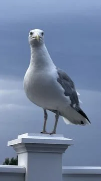 Seagull on a Railing Post Foto stock