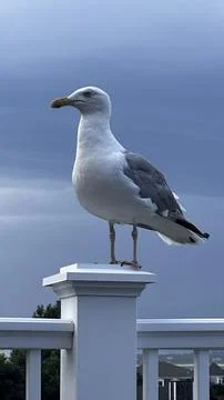 Seagull on a Railing Post Stock Photos