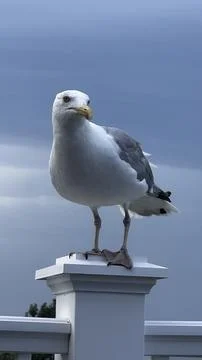 Seagull on a Railing Post Foto stock