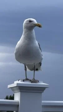 Seagull on a Railing Post Stock Photos
