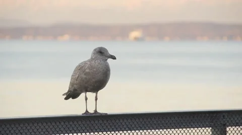 SEAGULL  ON RAILING BY WATER Stockbeeldmateriaal 61889043