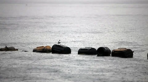 Seagull on the rain day Stock Footage 41585006