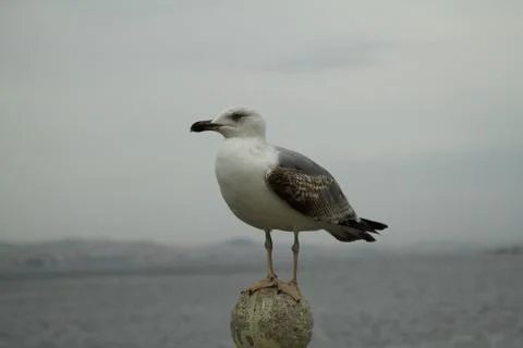 Seagull ready to fly Stock Photos