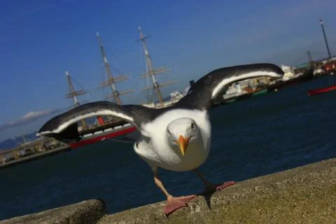 Seagull ready to take off with open spread wings close up in San Francisco Stock Photos