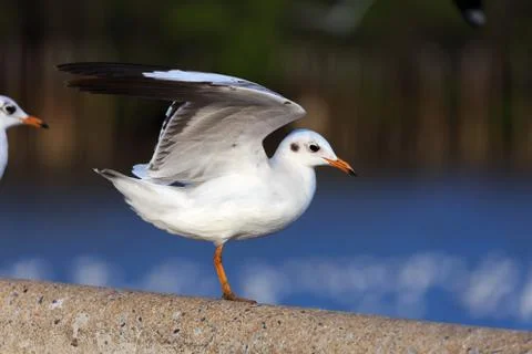 Seagull ready to take off Stock Photos