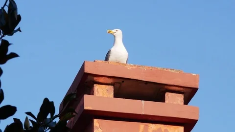 Seagull on Red Chimney Stock Footage 82774565