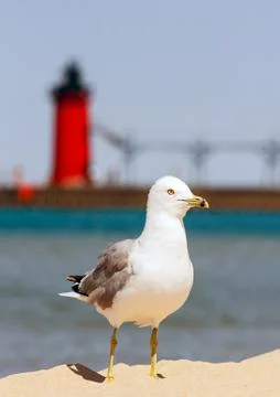 Seagull with Red Lighthouse Stock Photos