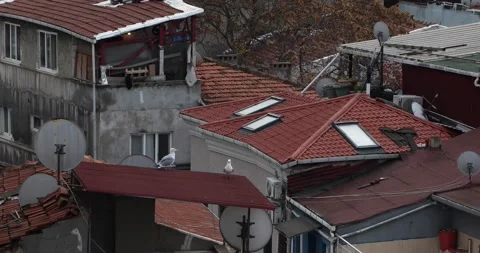 Seagull on red-tiled Istanbul rooftops with skylights and dishes Stock Footage 320172231