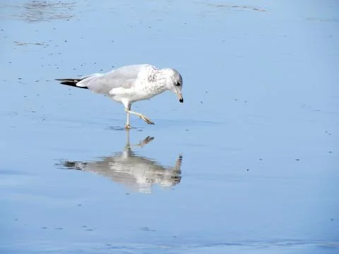 Seagull reflected at low tide Stock Photos