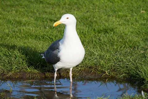 Seagull Reflection Stock Photos