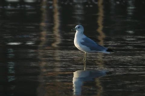 Seagull with Reflection of Pier in Background Stock Photos