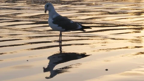 Seagull with reflections on the sand Stock Footage 99687321