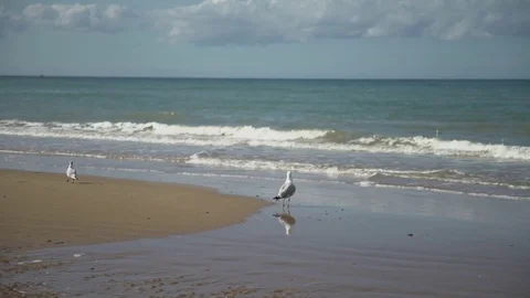 Seagull reflects in the water Stock Footage 80375033