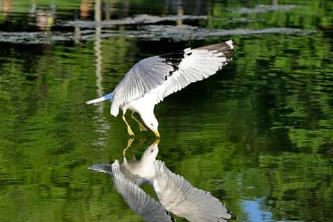 Seagull Reflex Stock-Fotos