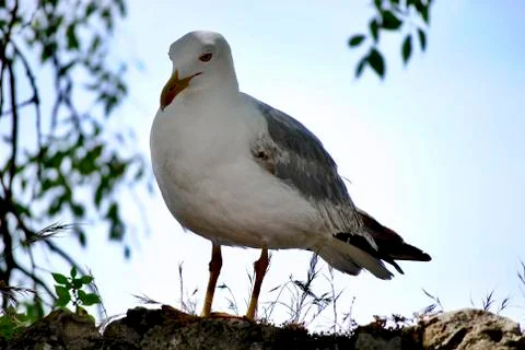 Seagull relax under a tree Foto stock