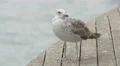 Seagull relaxing and spreading its wings in Barcelona 4k or 4k+ Resolution