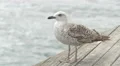 Seagull relaxing near the water in the port of Barcelona 4k or 4k+ Resolution