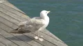 Seagull relaxing on the waterfront in the port of Barcelona 4k or 4k+ Resolution
