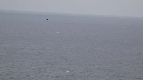 Seagull resent that glides in the strong wind Stock Footage 113784408