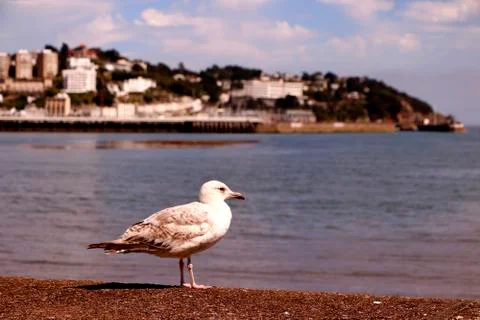 Seagull at Rest Stock Photos