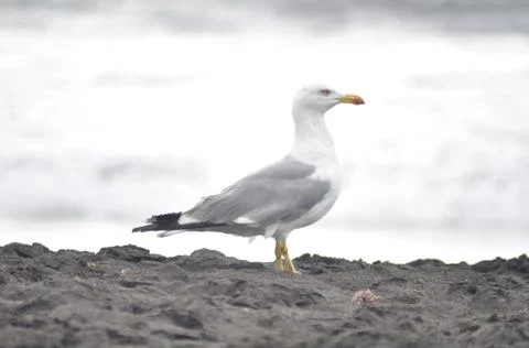 Seagull resting on the beach Stock Photos