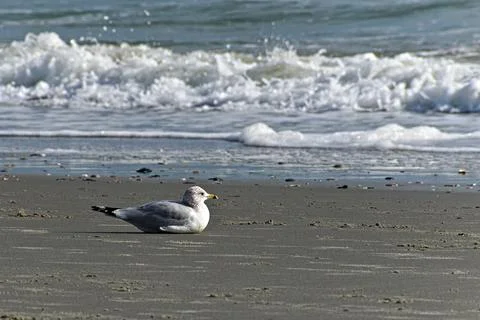 Seagull Resting on a Beach Foto stock