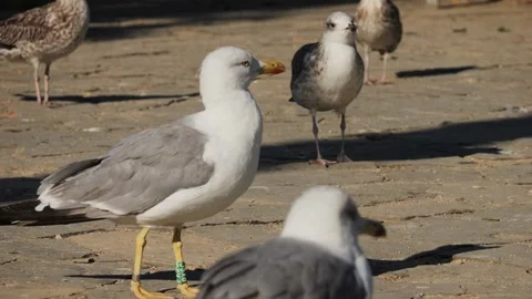 A Seagull Resting Comfortably on the Shore Alongside Other Birds in the Coastal Video stock 288116438