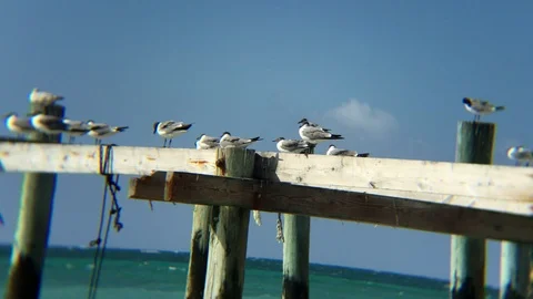 Seagull Resting on Dock at Taino Beach, Freeport, Grand Bahama Stock Footage 106444080