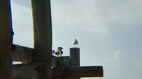Seagull Resting on Dock at Taino Beach, Freeport, Grand Bahama Stock Footage 106444138