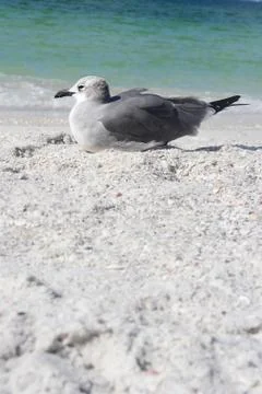 Seagull resting on florida beach by ocean with copy-space Stock Photos