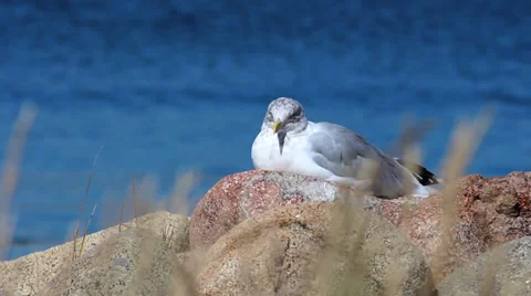 A seagull resting Stock Footage 30984153