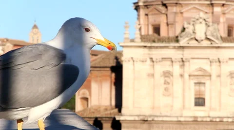 Seagull resting Stock Footage 45521505