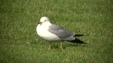 Seagull is resting on the grass, looking around (High Definition) Stock Footage 360544