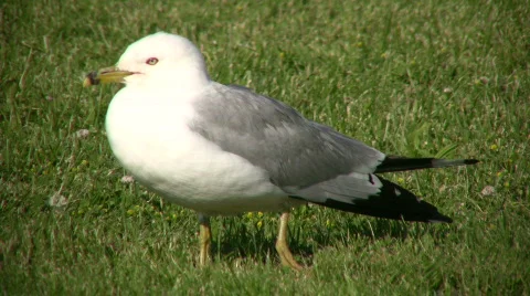 Seagull is resting on the grass, looking around (High Definition) Stock Footage 360545