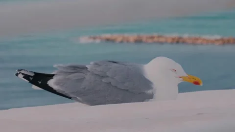 Seagull Resting on Ledge by Turquoise Sea Stock Footage 346022297