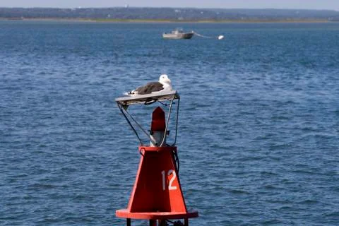 Seagull resting Foto stock