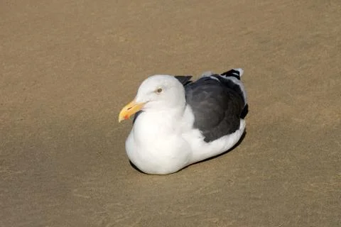 Seagull resting Stock Photos