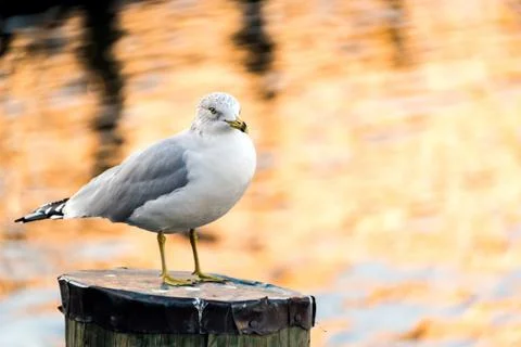 Seagull resting Stock Photos