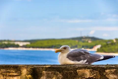 Seagull Resting Stock Photos