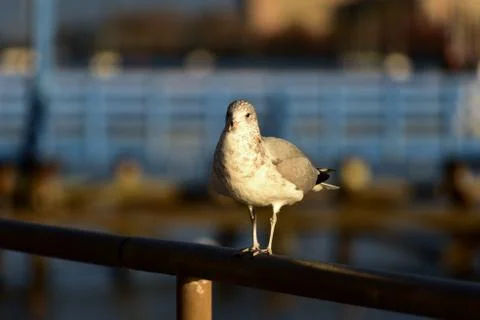 Seagull resting on a Pier at sunset. Stock Photos