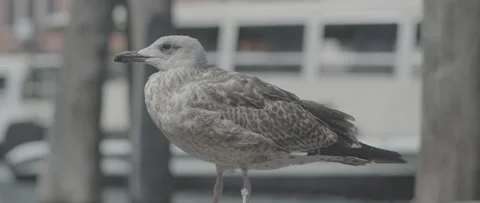 Seagull resting on a platform in Venice Stock-Footage 170081447