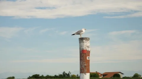 Seagull resting on a pole. Stock Footage 121248276