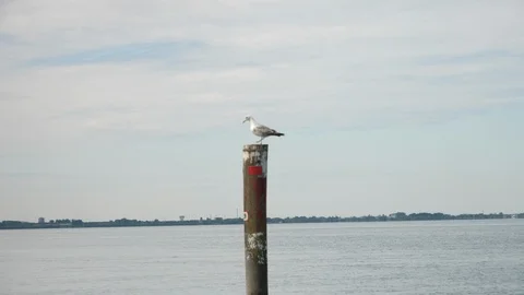 Seagull resting on a pole, then flying away. Stock Footage 121248760