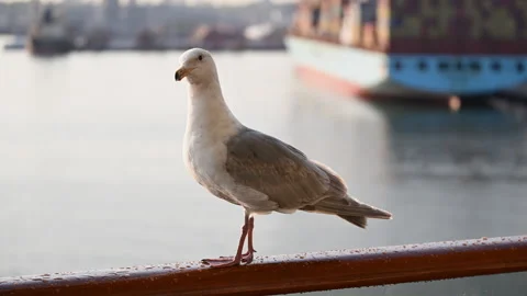 Seagull resting on railing with harbor in the background Stock Footage 244079944