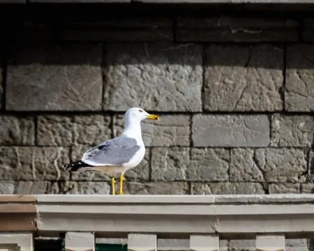 Seagull resting on a railing Stock Photos