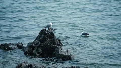 A seagull resting on the reef Video stock 270260337