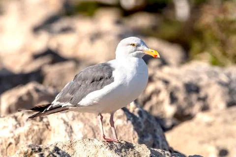 Seagull resting on reef Stock Photos