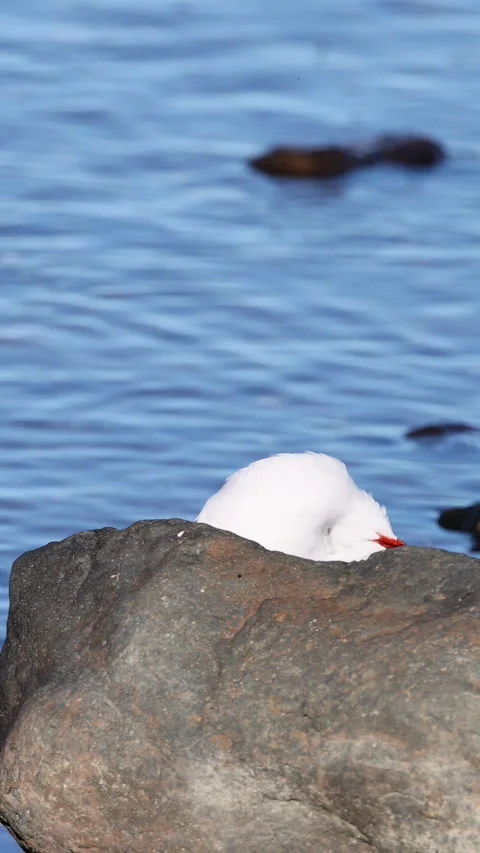 Seagull Resting on Rock by the Ocean Vídeos de archivo 310155177