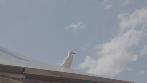 Seagull Resting on Rooftop Against Blue Sky in Sydney, Australia Urban Setting Stock Footage 345727499