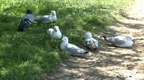 Seagull resting in shade 2 Stock Footage 11139506